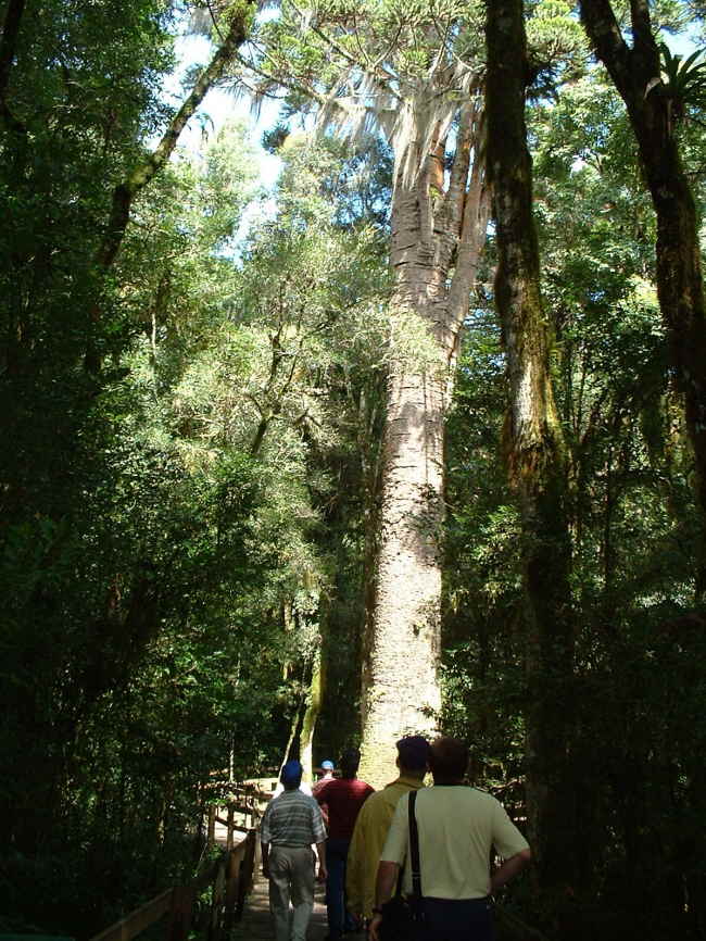 Der älteste Baum Südamerikas