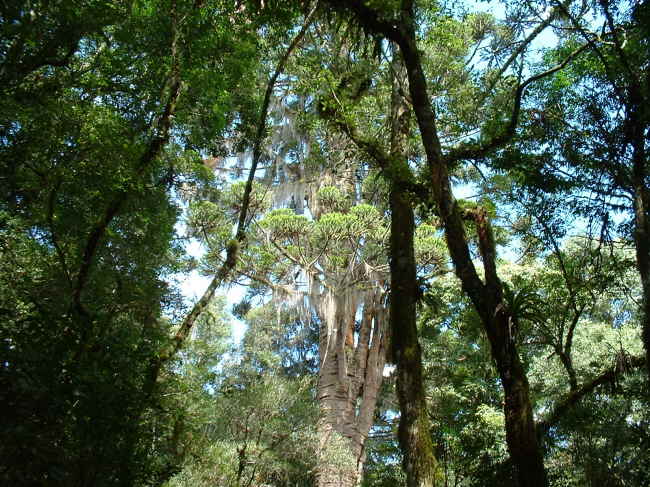 der älteste Baum Südamerikas