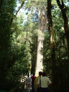 Brasilien Brasiliens ältester Baum