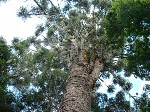 Brasilien Brasiliens ältester Baum