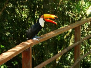 Brasilien Die Tierwelt Brasiliens