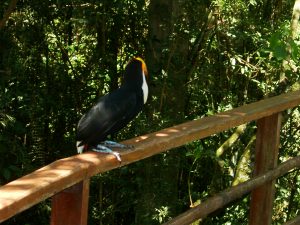 Brasilien Die Tierwelt Brasiliens