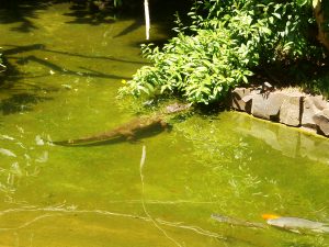 Brasilien Die Tierwelt Brasiliens